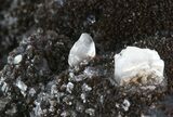 Polished Septarian Geode Sculpture - Black Crystals #45210-1